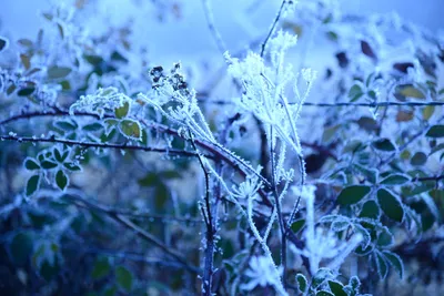 DSC_1040 (Large).JPG